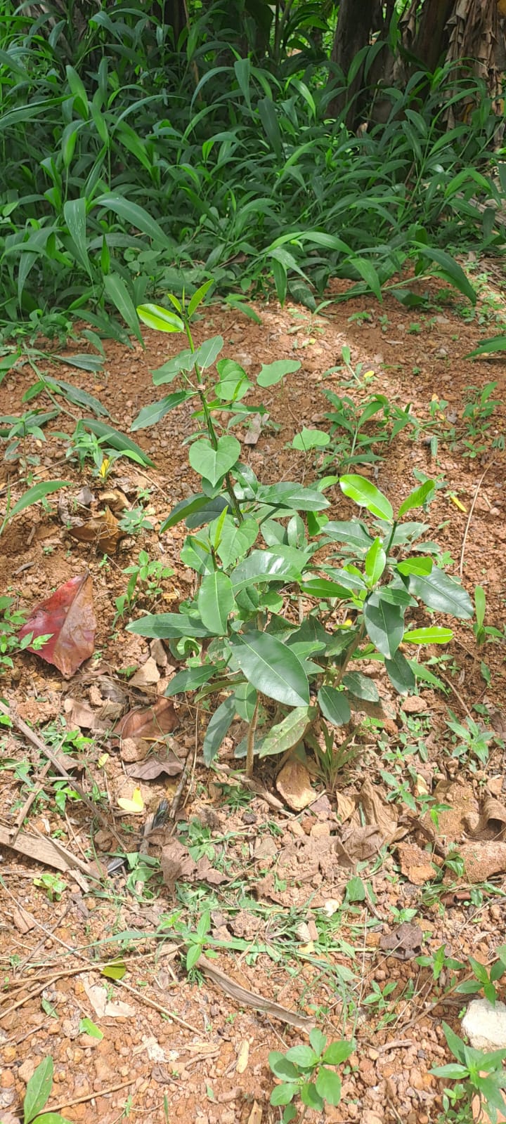 KARAVARAM VHSS KALLAMBALAM